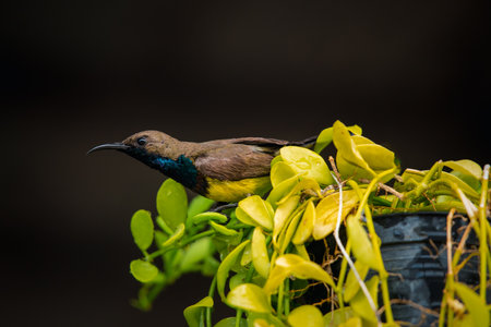 Bird (Olive-backed sunbird, Yellow-bellied sunbird) male yellow color perched on a tree in a nature wildの写真素材