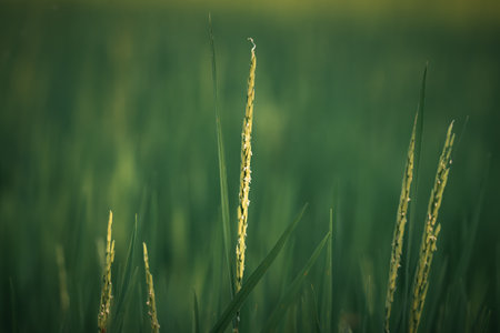 Landscape nature of rice field on rice paddy green color lush growing is a agriculture in asiaの写真素材