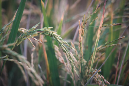 Landscape nature of rice field on rice paddy green color lush growing is a agriculture in asiaの写真素材