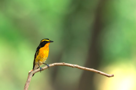 Bird (Narcissus Flycatcher, Ficedula narcissina) male black, orange, orange-yellow color perched on a tree in a nature wild and risk of extinctionの写真素材
