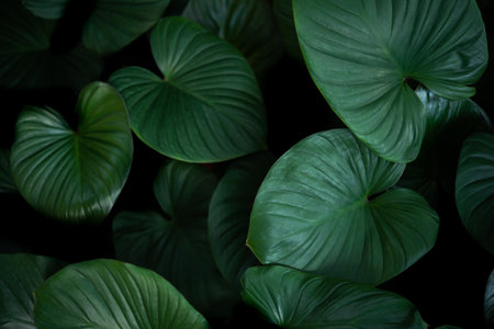 Greenery background, green color of nature plant and leaf environment greenery conceptの写真素材