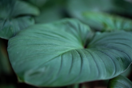 Greenery background, green color of nature plant and leaf environment greenery conceptの写真素材