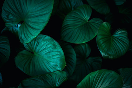 Greenery background, green color of nature plant and leaf environment greenery conceptの写真素材