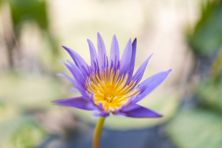 Lotus flower (Lotus, Water-lily, Tropical water-lily or Nymphaea nouchali) white and purple color, Naturally beautiful flowers in the gardenの写真素材