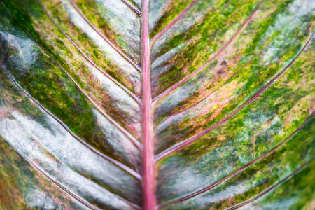 Greenery background, green color of nature plant and leaf environment greenery concept