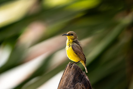 Bird (Olive-backed sunbird, Yellow-bellied sunbird) female yellow color perched on a tree in a nature wildの写真素材