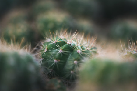 Cactus (Gymno ,Gymnocalycium) and Cactus flowers in cactus garden many size and colors popular use for decorative in house or flower shopの写真素材