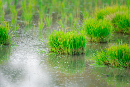 Landscape nature of rice field on rice paddy green color lush growing is a agriculture in asiaの写真素材
