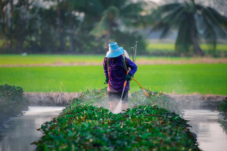 Nature of sweet potatoes plantation or yam farming on rural land green color lush growing is a agriculture in asiaの写真素材