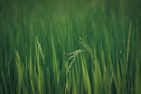 Landscape nature of rice field on rice paddy green color lush growing is a agriculture in asiaの写真素材