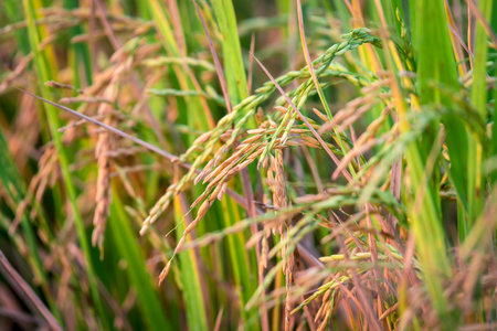 Landscape nature of rice field on rice paddy green color lush growing is a agriculture in asiaの写真素材