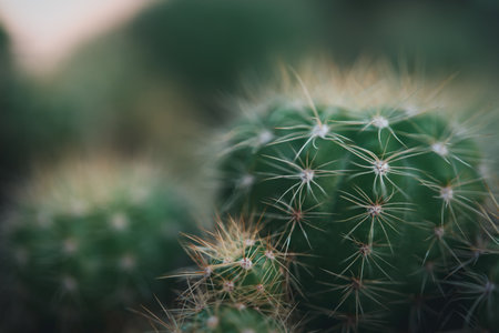 Cactus (Gymno ,Gymnocalycium) and Cactus flowers in cactus garden many size and colors popular use...