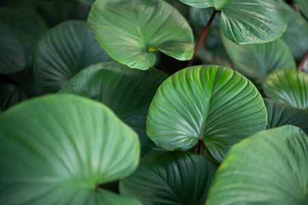 Greenery background, green color of nature plant and leaf environment greenery concept