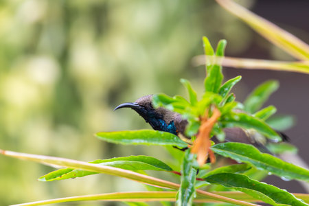 Bird (Olive-backed sunbird, Yellow-bellied sunbird) male yellow color perched on a tree in a nature wildの写真素材