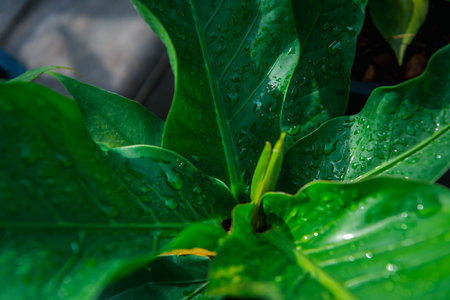 Greenery background, green color of nature plant and leaf environment greenery conceptの写真素材
