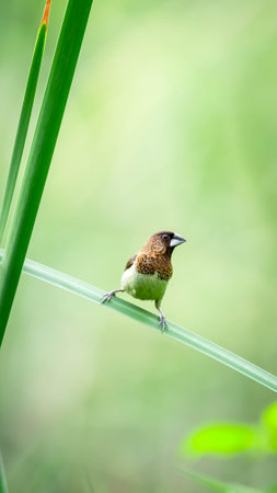 Bird (Scaly-breasted Munia or Lonchura punctulata) white and brown color perched on a tree in a nature wildの写真素材