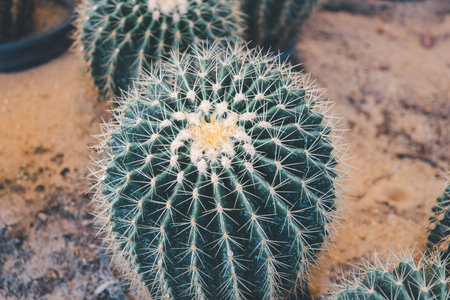Cactus (Gymno ,Gymnocalycium) and Cactus flowers in cactus garden many size and colors popular use for decorative in house or flower shopの写真素材