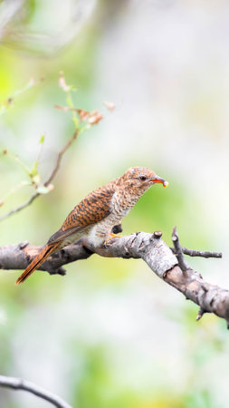 Bird (Plaintive Cuckoo, Cacomantis merulinus) black, yellow, brown and orange color perched on a...