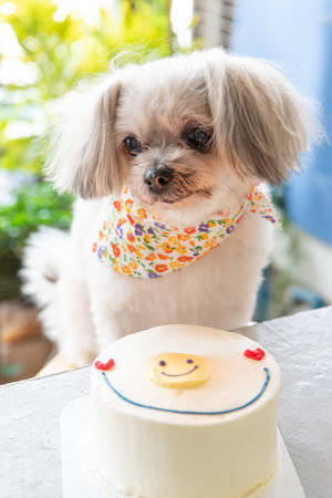 Dog so cute mixed breed with Shih-Tzu, Pomeranian and Poodle sitting at table outdoor dessert...