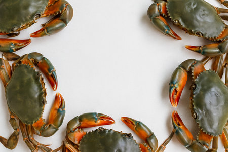 AI generated top view of fresh whole blue crabs with vibrant shells and sharp claws arranged neatly showcasing premium seafood against clean white backgroundの素材