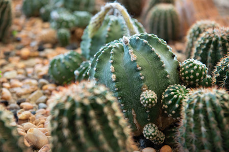 Cactus and Cactus flowers in cactus garden many size and colors popular use for decorative in house...