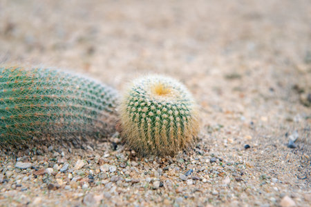 Cactus (Gymno ,Gymnocalycium) and Cactus flowers in cactus garden many size and colors popular use for decorative in house or flower shopの写真素材