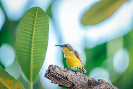 Bird (Olive-backed sunbird, Yellow-bellied sunbird) female yellow color perched on a tree in a nature wildの写真素材
