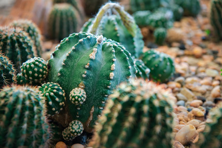 Cactus (Gymno ,Gymnocalycium) and Cactus flowers in cactus garden many size and colors popular use...