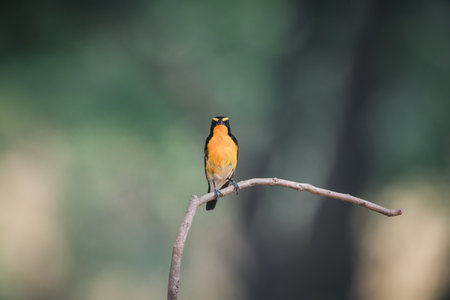 Bird (Narcissus Flycatcher, Ficedula narcissina) male black, orange, orange-yellow color perched on a tree in a nature wild and risk of extinctionの写真素材