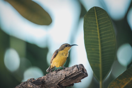 Bird (Olive-backed sunbird, Yellow-bellied sunbird) female yellow color perched on a tree in a nature wildの写真素材