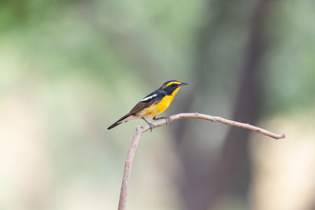 Bird (Narcissus Flycatcher, Ficedula narcissina) male black, orange, orange-yellow color perched on a tree in a nature wildの写真素材