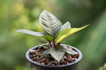 Greenery background, Anthurium Renaissance Variegated, green color of nature plant and leaf environment greenery conceptの写真素材