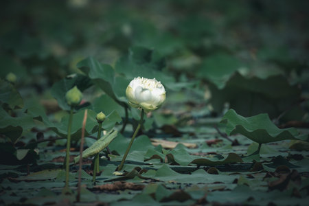 Naturally beautiful flowers in the gardenの写真素材