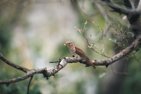 Bird (Plaintive Cuckoo, Cacomantis merulinus) black, yellow, brown and orange color perched on a tree in a nature wildの写真素材