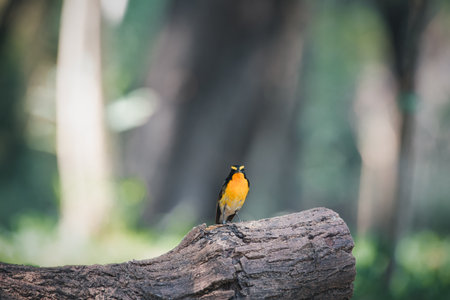Bird (Narcissus Flycatcher, Ficedula narcissina) male black, orange, orange-yellow color perched on a tree in a nature wild and risk of extinctionの写真素材