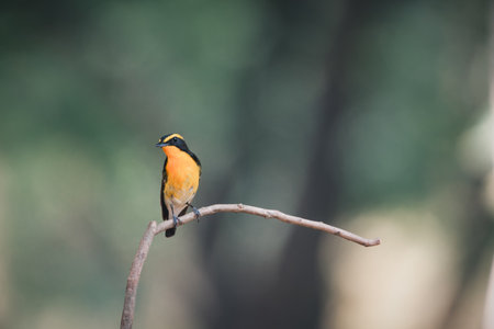 Bird (Narcissus Flycatcher, Ficedula narcissina) male black, orange, orange-yellow color perched on a tree in a nature wild and risk of extinctionの写真素材