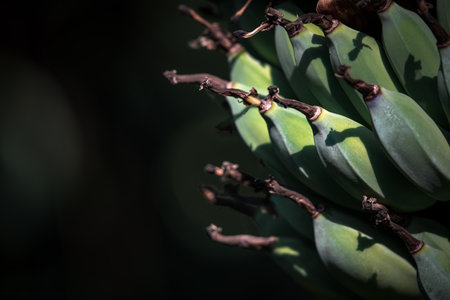 Greenery background, green color of nature plant and leaf environment greenery concept (Banana)の写真素材