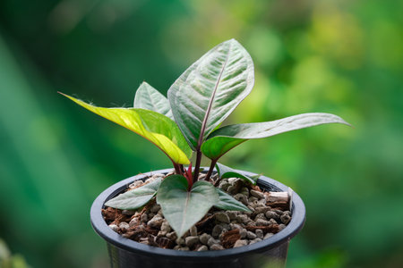 Greenery background, Anthurium Renaissance Variegated, green color of nature plant and leaf...