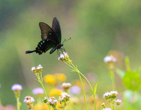 AI generated Kaiser-i-Hind butterfly with fully extended emerald-green wings perched on a wildflower in a colorful Himalayan meadow under soft morning lightの素材