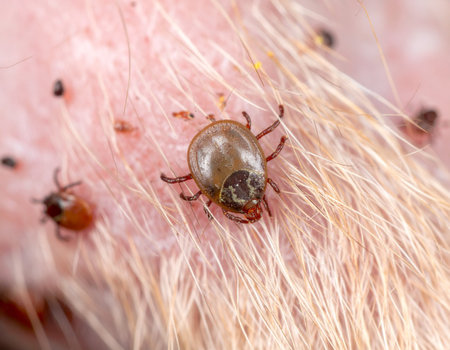 AI generated super macro close-up of multiple ticks attached and feeding on a dog skin, showing detailed mouthpart penetration and blood feeding behaviorの素材