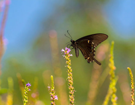 AI generated Kaiser-i-Hind butterfly with fully extended emerald-green wings perched on a wildflower in a colorful Himalayan meadow under soft morning lightの素材