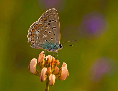 AI generated critically endangered Palos Verdes Blue butterfly with wings fully extended on a coastal flower in vibrant meadow under soft morning lightの素材