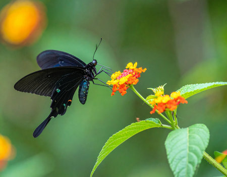 AI generated rare Chimaera Birdwing butterfly with fully expanded iridescent wings perched on a tropical flower in colorful meadow under soft morning sunlightの素材