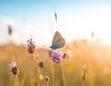 AI generated Leona Little Blue butterfly with fully extended wings perched on a wildflower in a vibrant meadow under soft morning sunlight with clear blue skyの素材