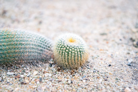 Cactus and Cactus flowers in cactus garden many size and colors popular use for decorative in house or flower shopの写真素材