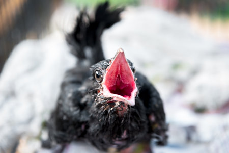 Bird (Asian koel, Eudynamys scolopaceus) Baby bird or chick (nesting) wait foot feeding on a tree in a nature wildの写真素材
