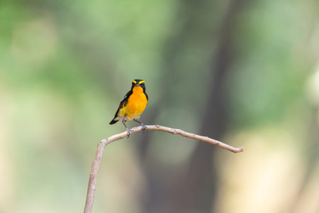 Small yellow and orange songbird perched on a thin branch with soft green forest background Wildlife...