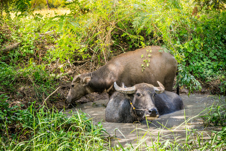 Thai buffalo in marshy swamp area