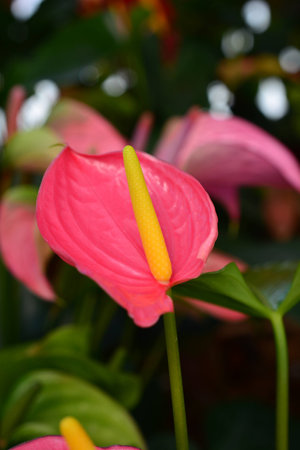 Flamingo flower or Anthurium flowerの写真素材