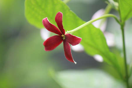 flower in my heartの写真素材